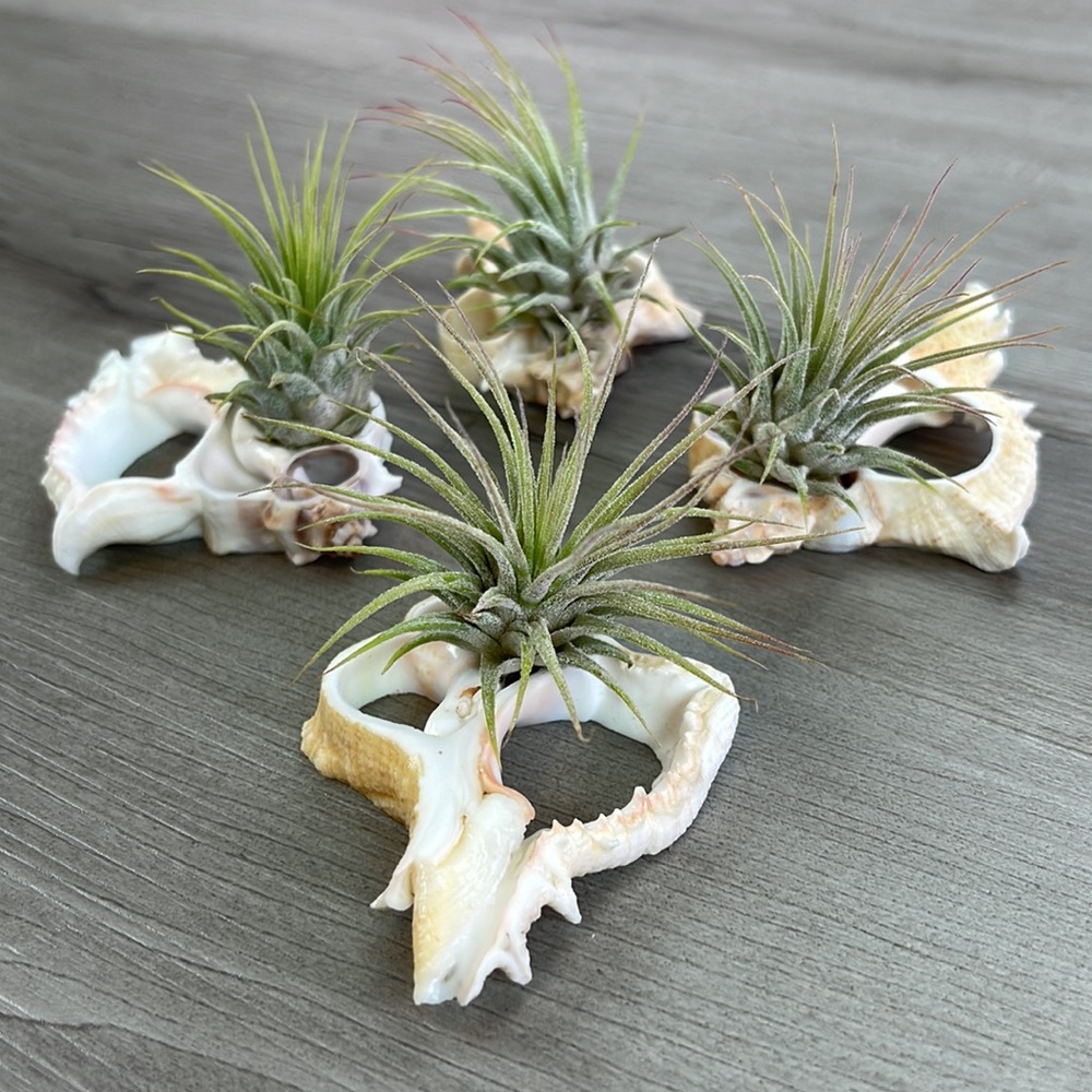 🔆AIR PLANT BUDDY🔆 WITH REAL SEA SHELL HAND MADE AND UNIQUE - Picture 8 of 11